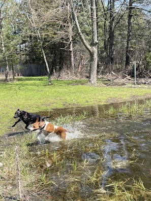 Two playful dogs splashing in a shallow creek during an outdoor adventure.