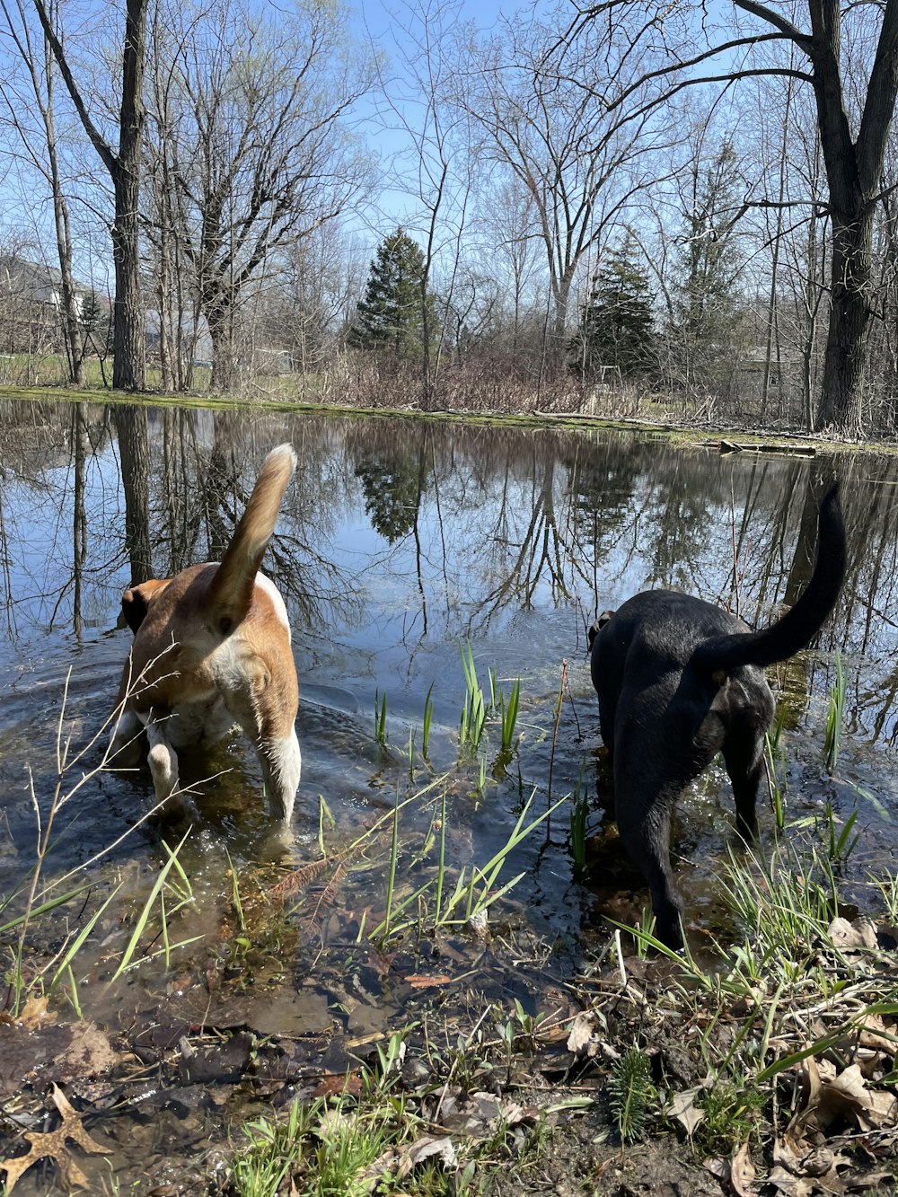 a couple of dogs playing in a pond