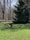 Image of a clean lawn with a dog playing, showing a freshly scooped yard.