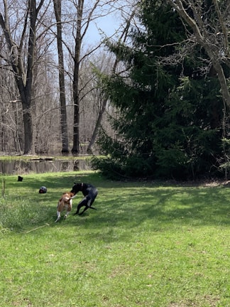 Two elegant black poodles playing together on a green lawn.