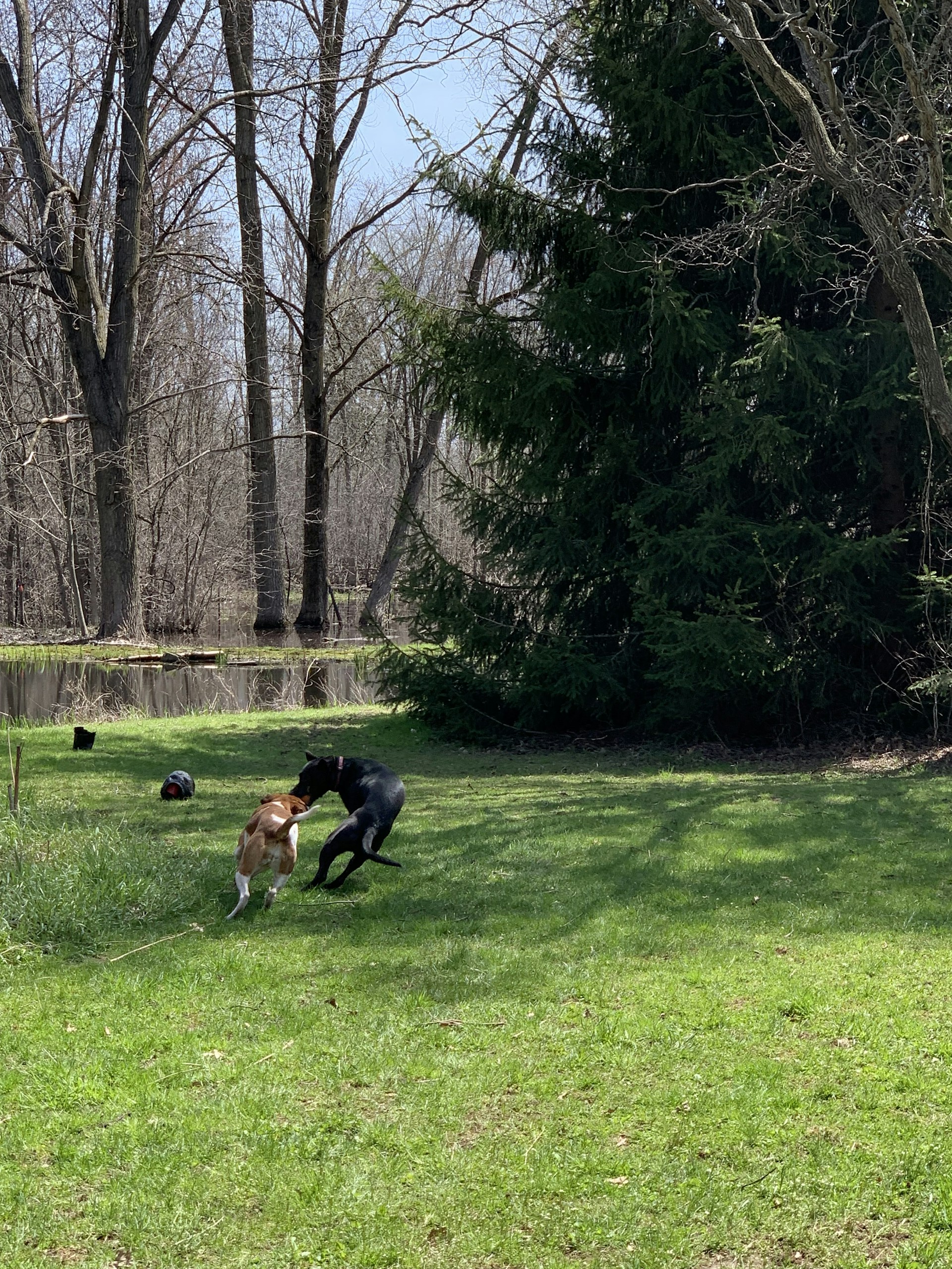 gray computer monitor