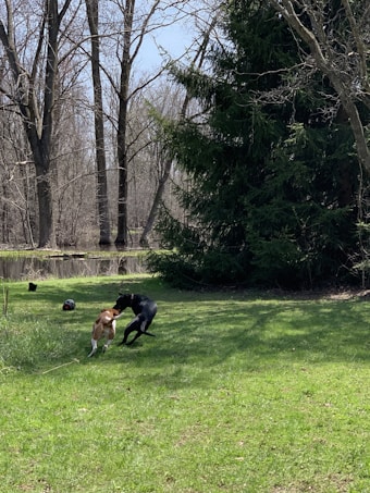 A lush green lawn surrounded by tall trees, featuring two dogs playing energetically. One dog is brown and white, and the other is black. The scene captures a sunny day in a wooded area with a large evergreen tree on one side.
