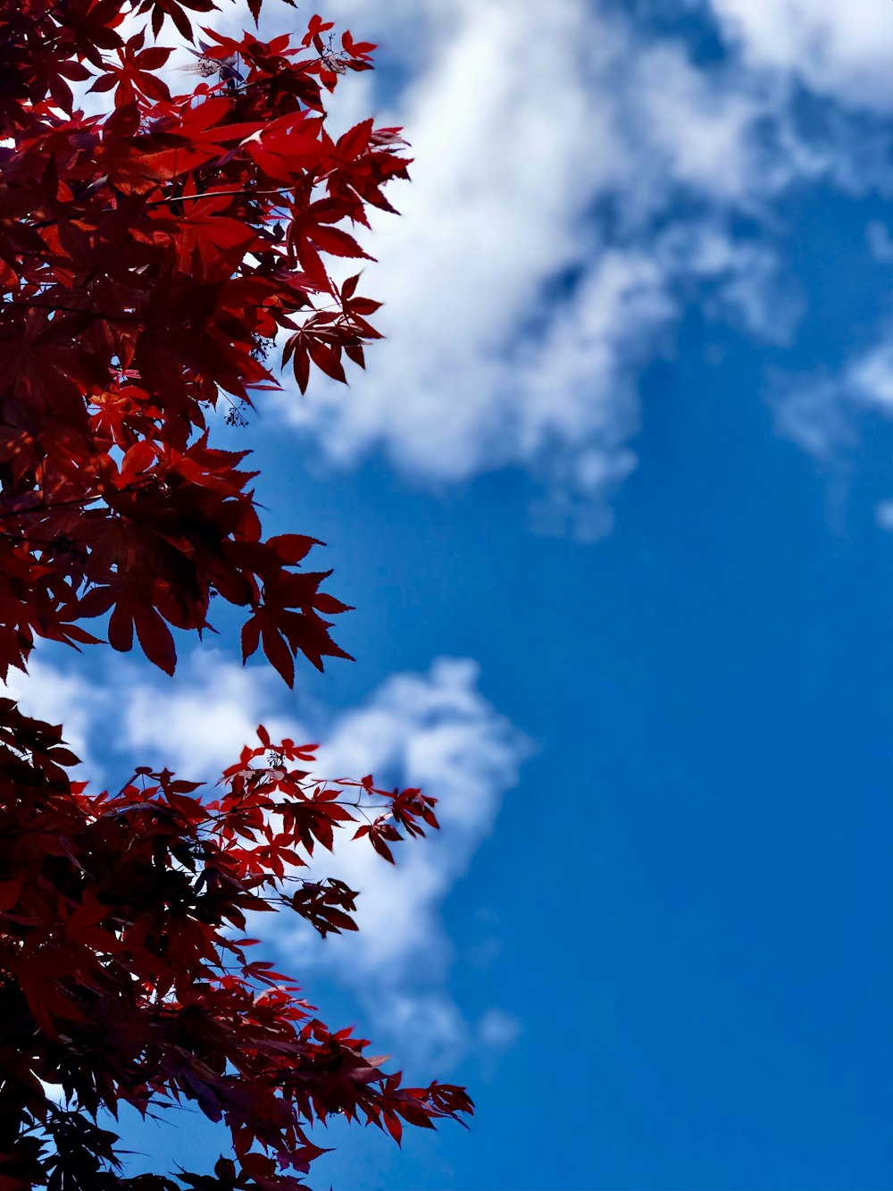 a tree with red leaves