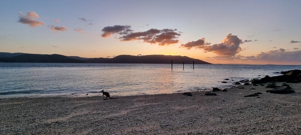 Un chien sur une plage