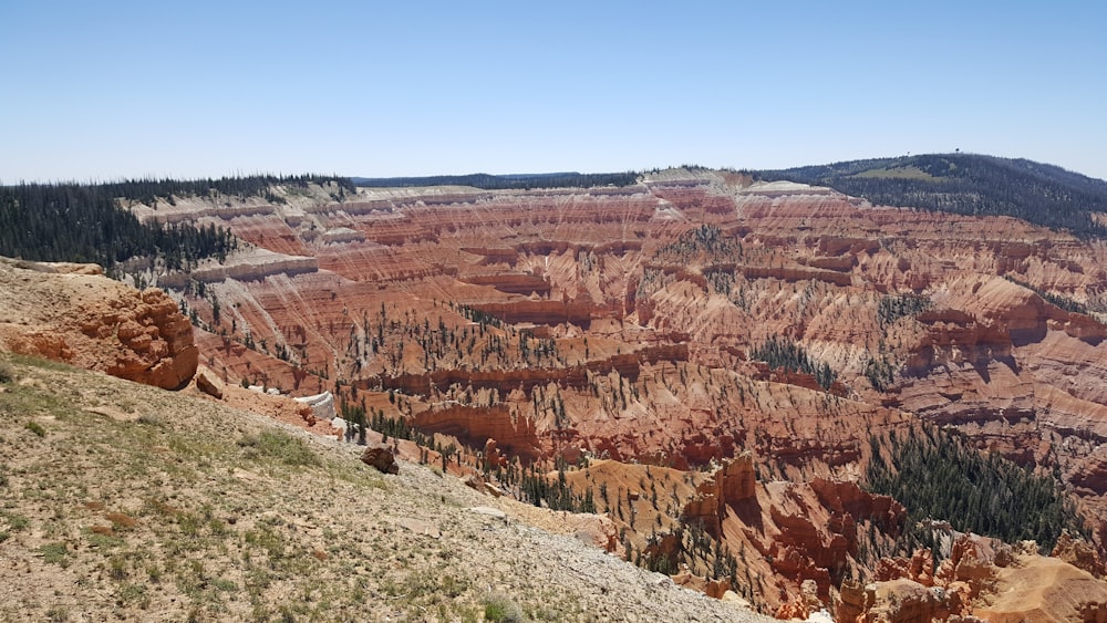 Un cañón rocoso con árboles