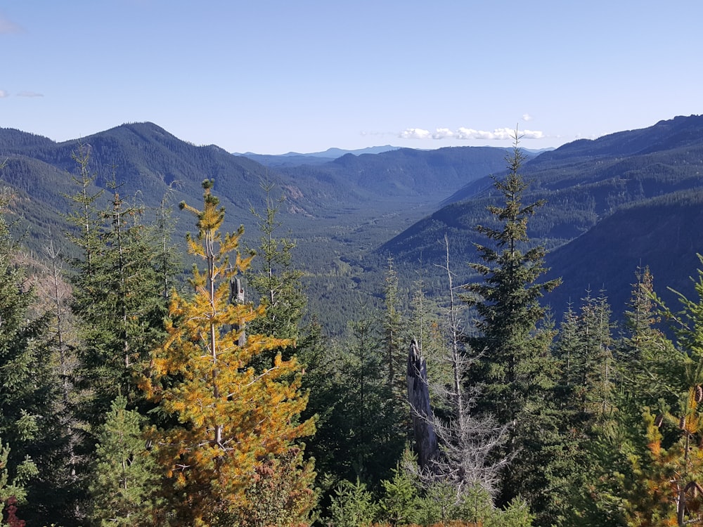 Un bosque de árboles con montañas al fondo