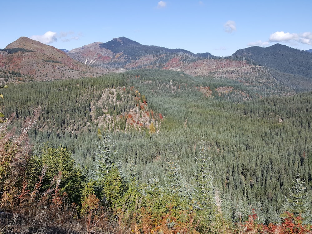 Un paisaje con árboles y montañas de fondo