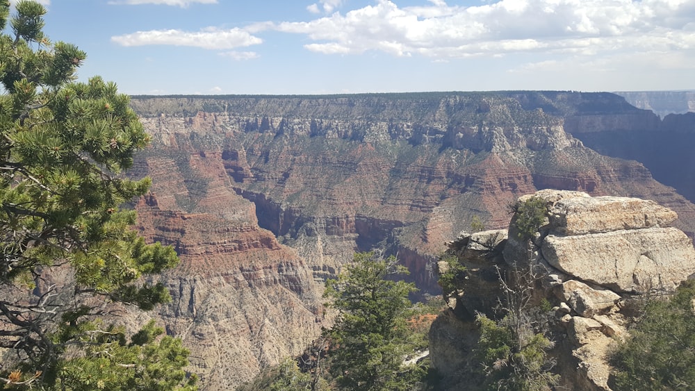 a canyon with trees