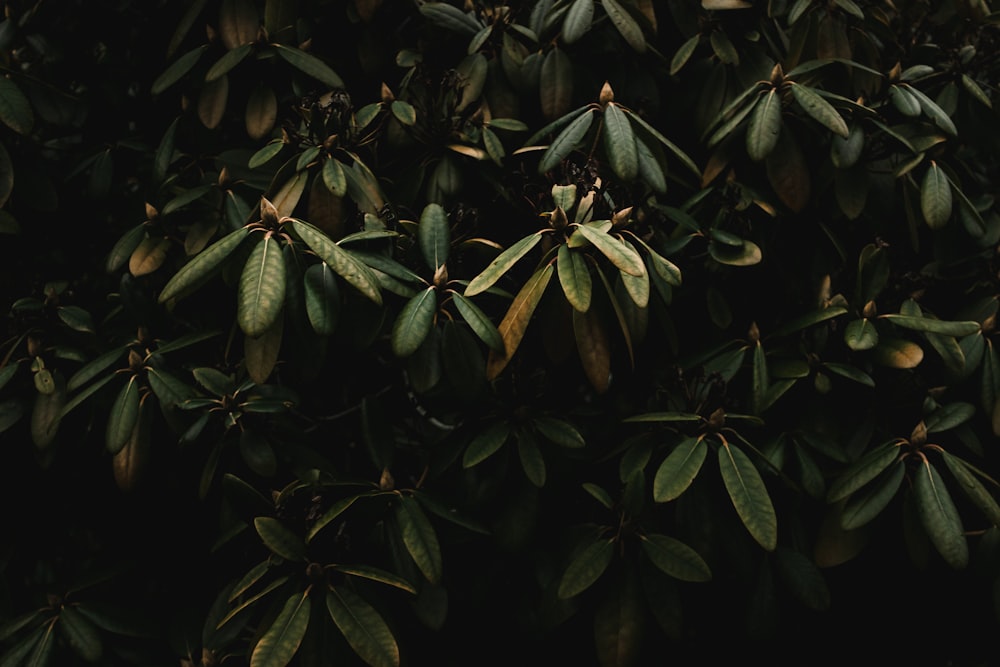 a close up of a plant