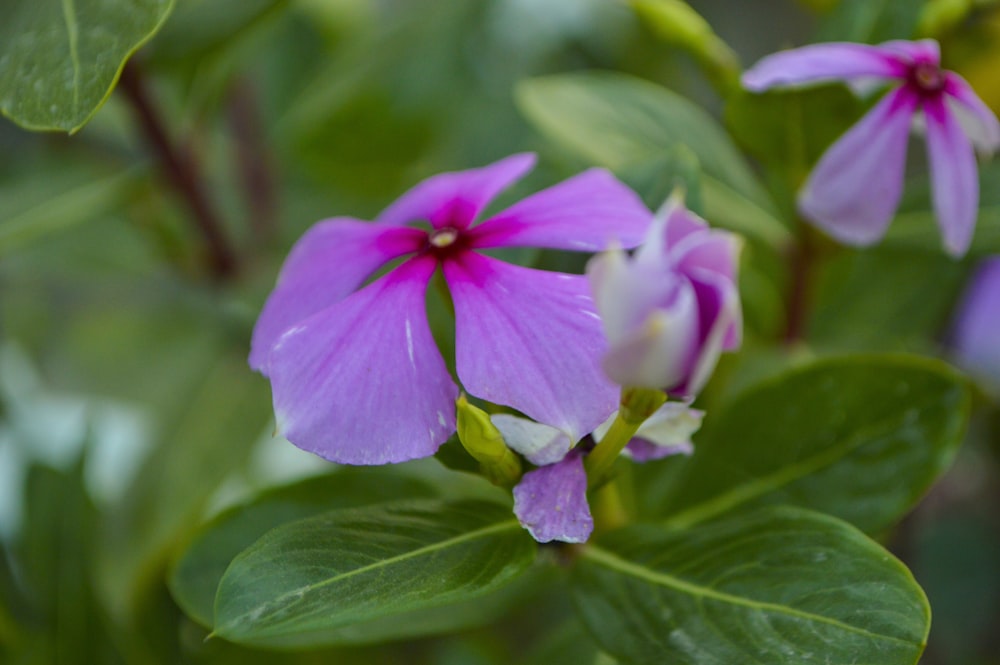 a close up of a flower