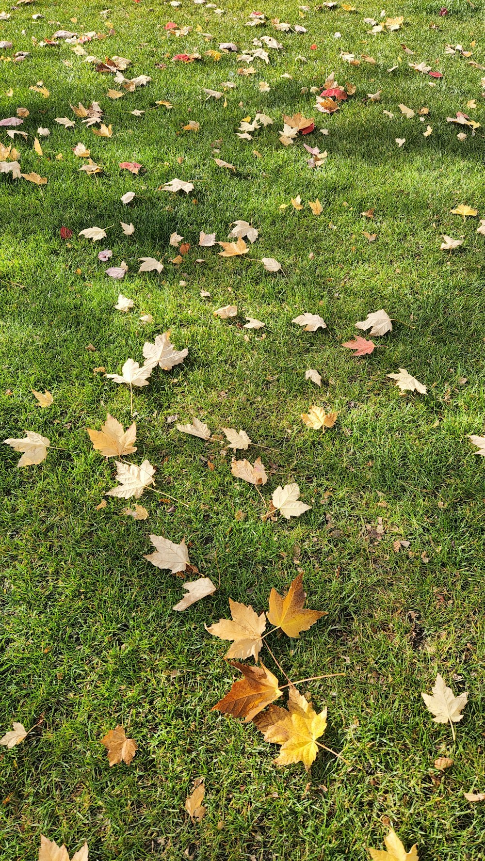 a pile of leaves on grass