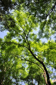 a tree with green leaves