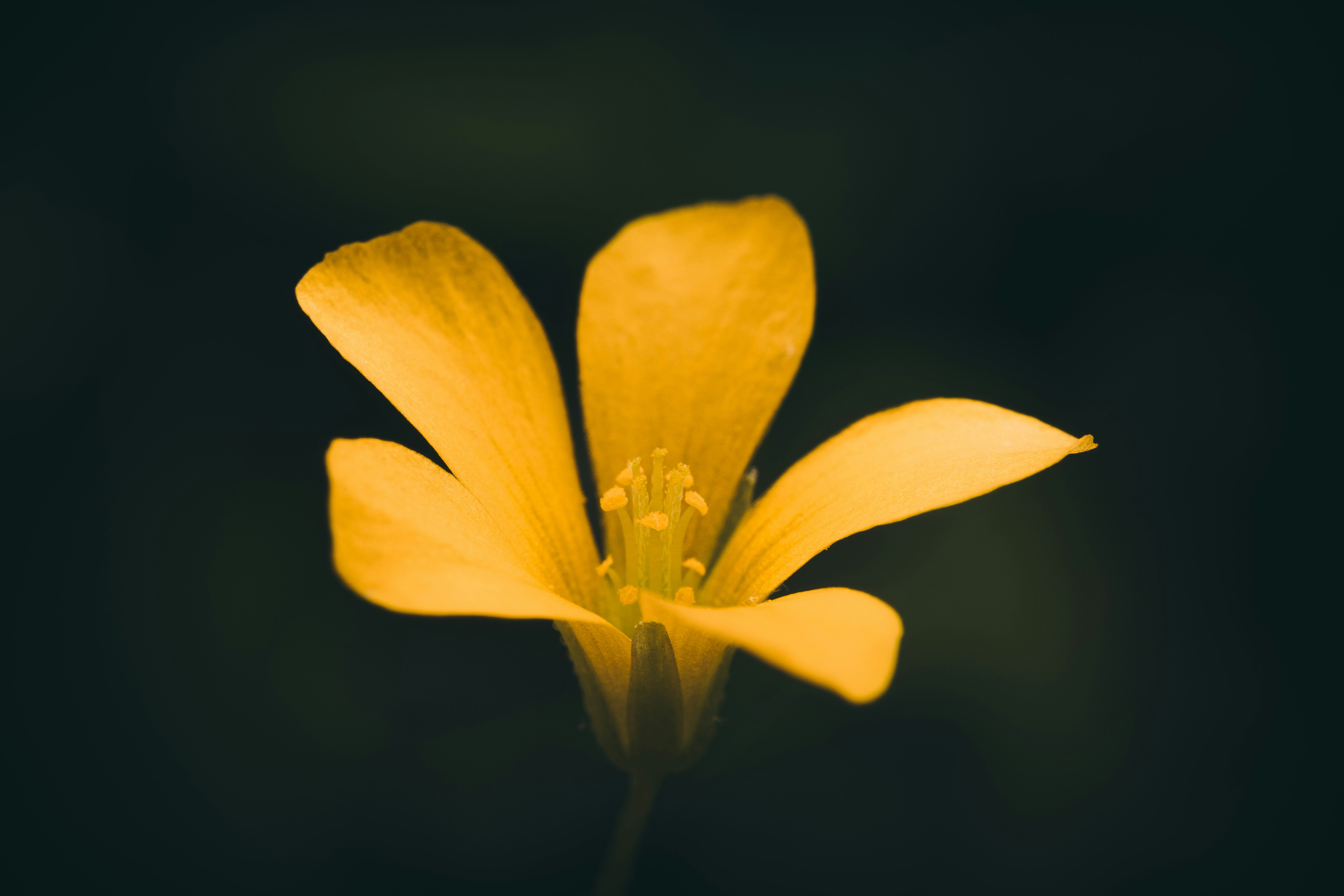 Photo by timothycdykes