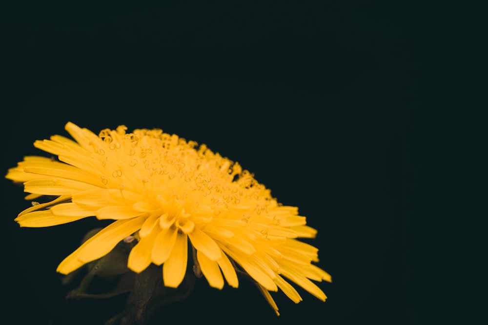 a yellow flower with a black background