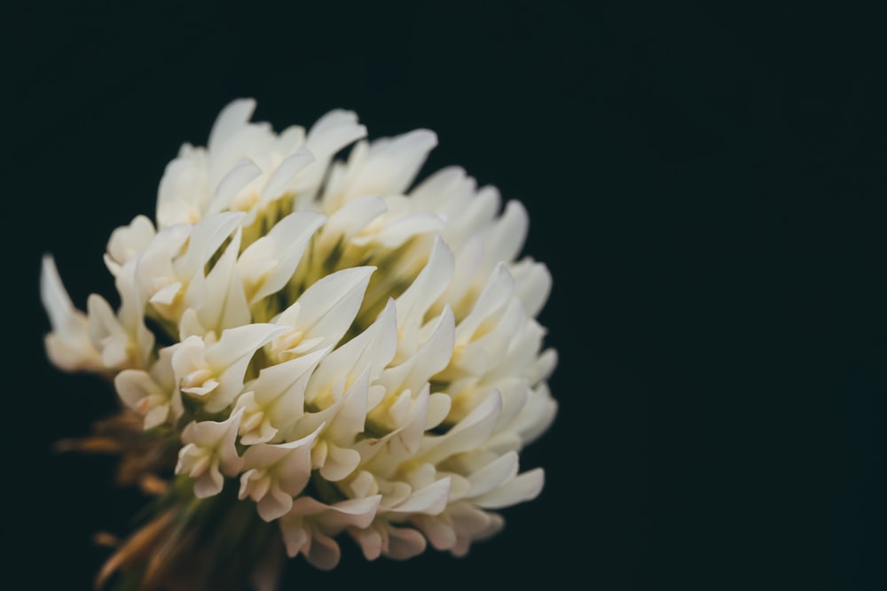 a close up of a flower