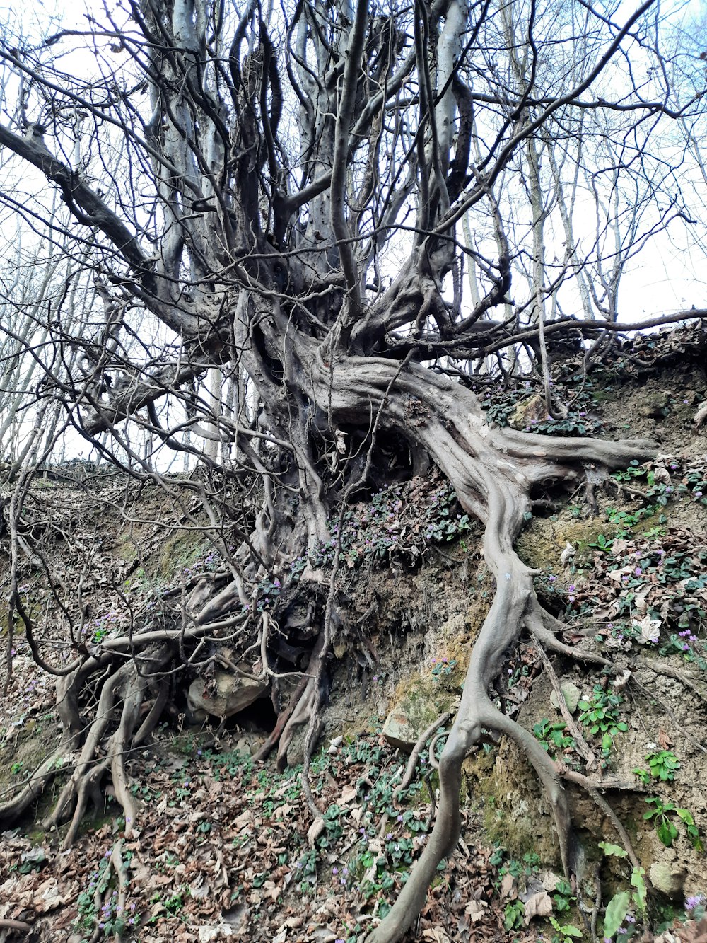 a tree with many branches