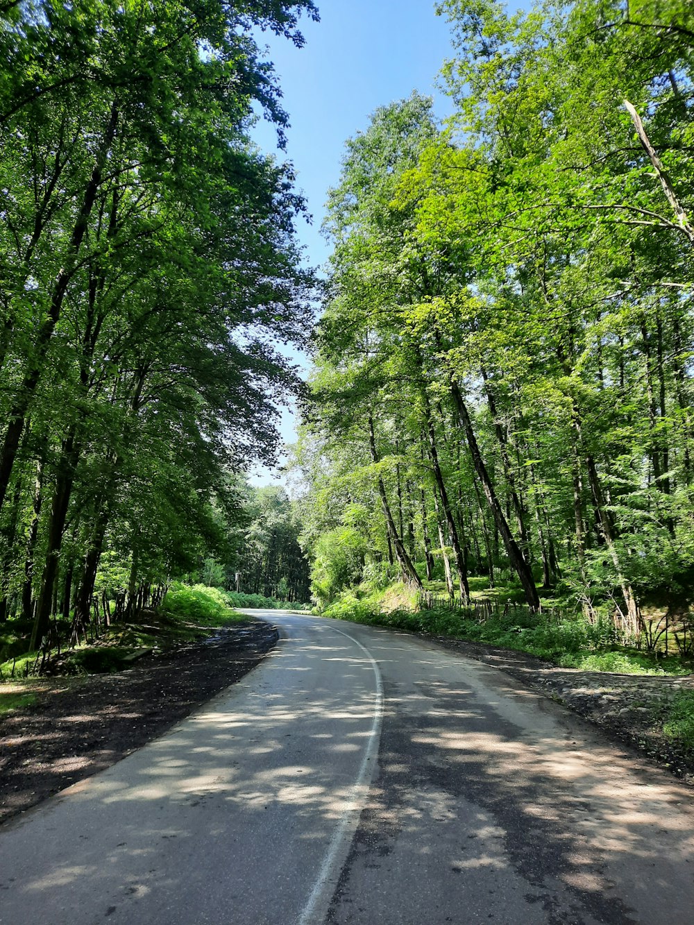 una strada alberata sul lato