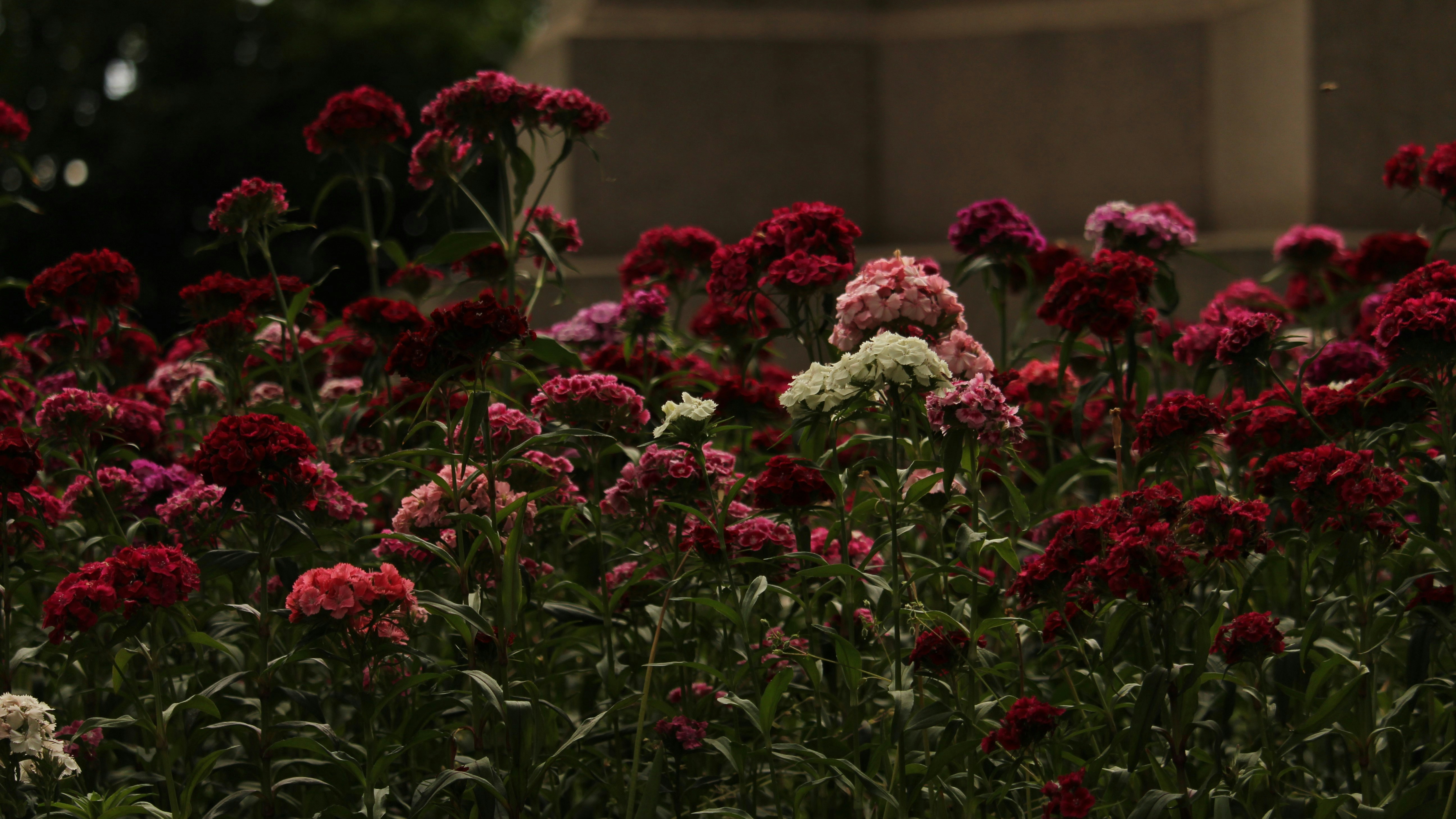 Photo by dustyrainbows