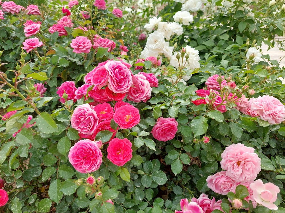 a bush of pink flowers