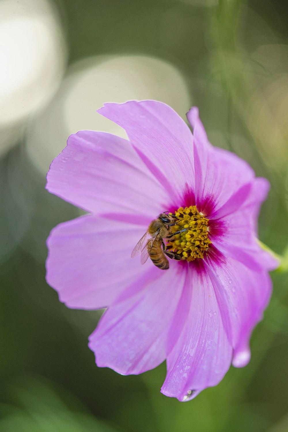 花の上の蜂