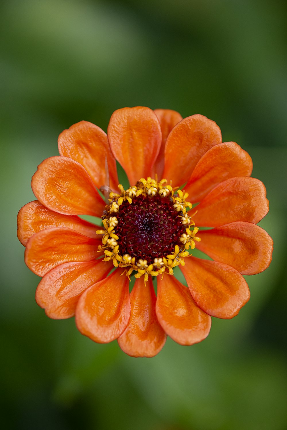 a close up of a flower