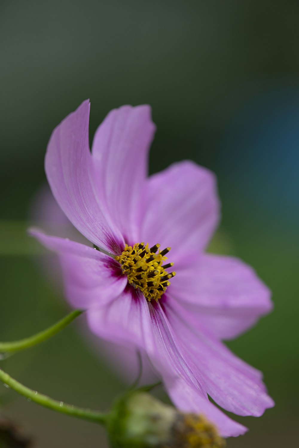 a close up of a flower