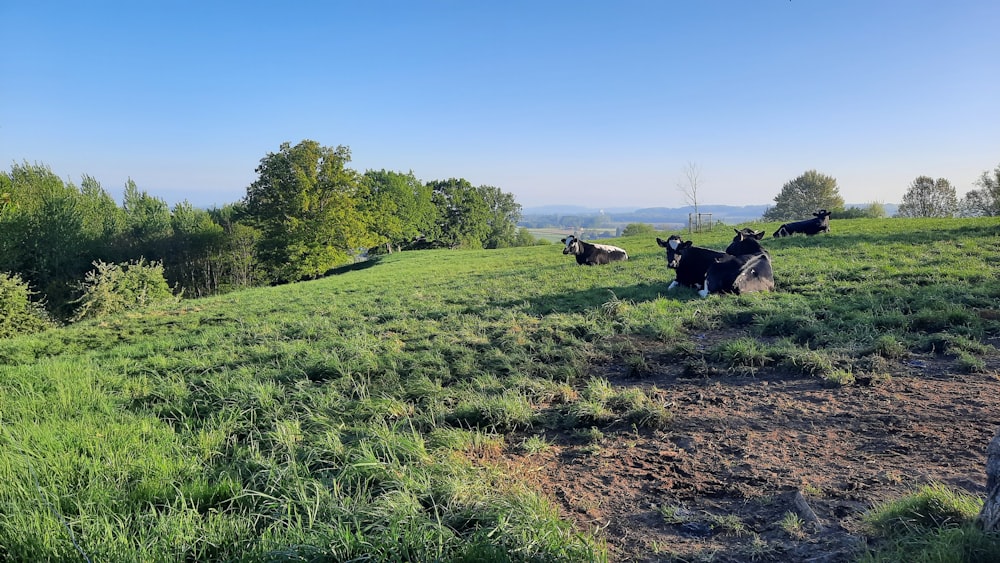 a group of cows lay in a grassy field