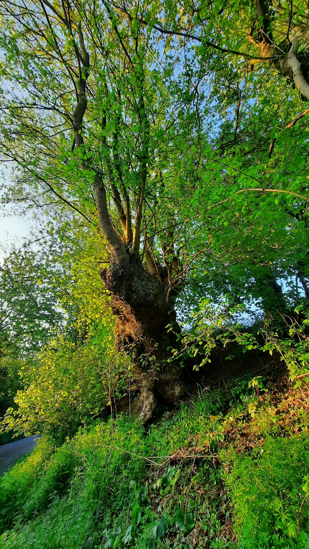 a tree with many branches