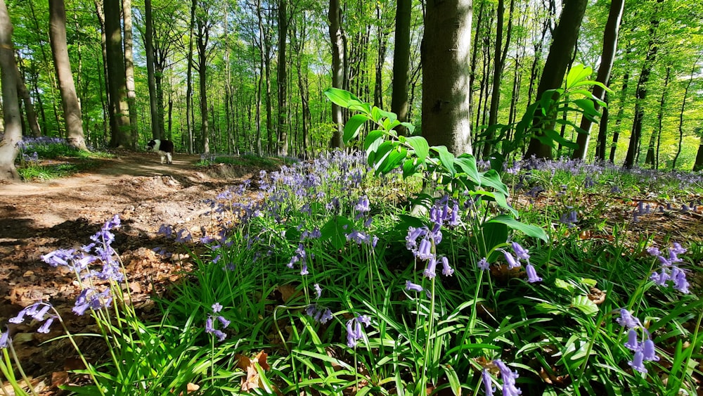 a group of flowers in a forest