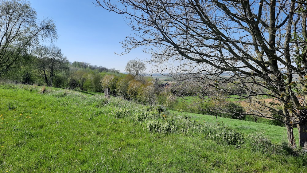 a grassy field with trees