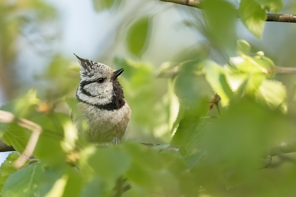 a small bird sits on a branch