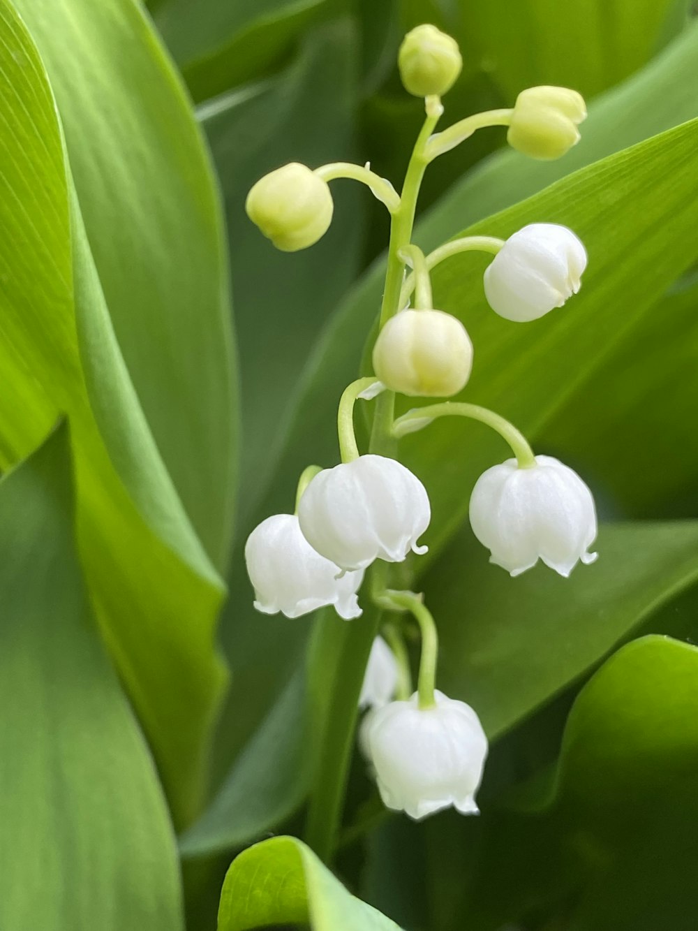 a close-up of some flowers