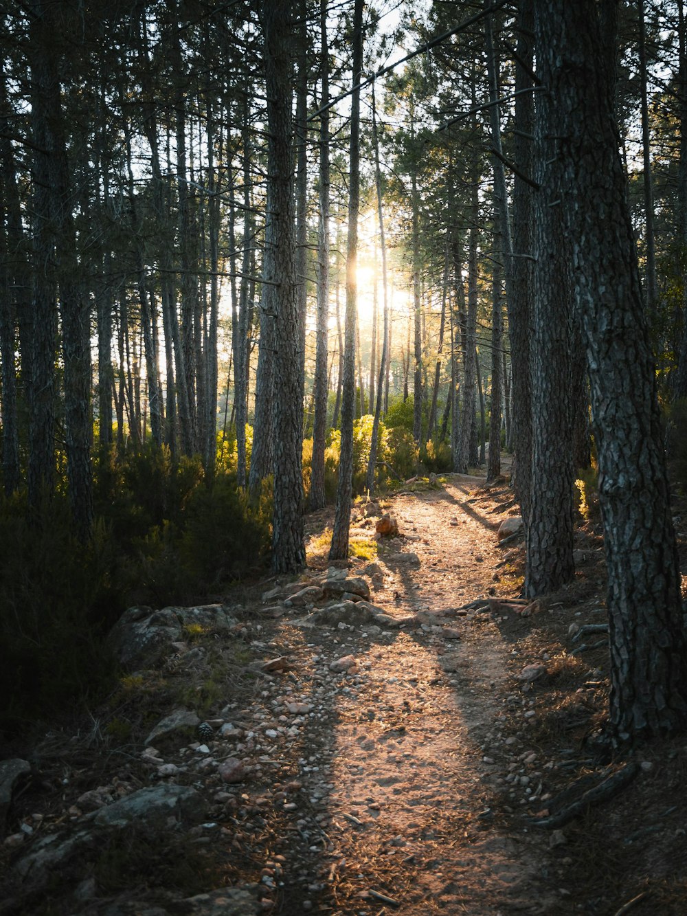 Un camino de tierra en un bosque