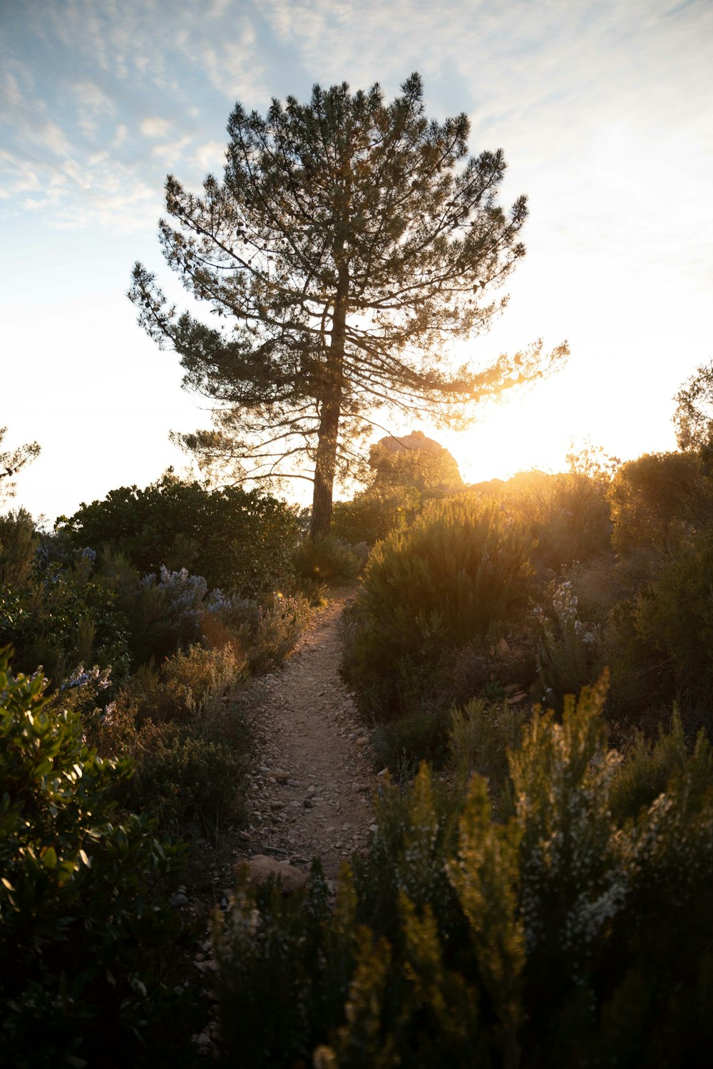 a dirt path through a forest