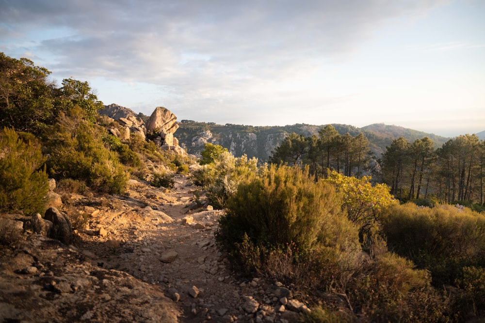 a rocky area with trees and bushes