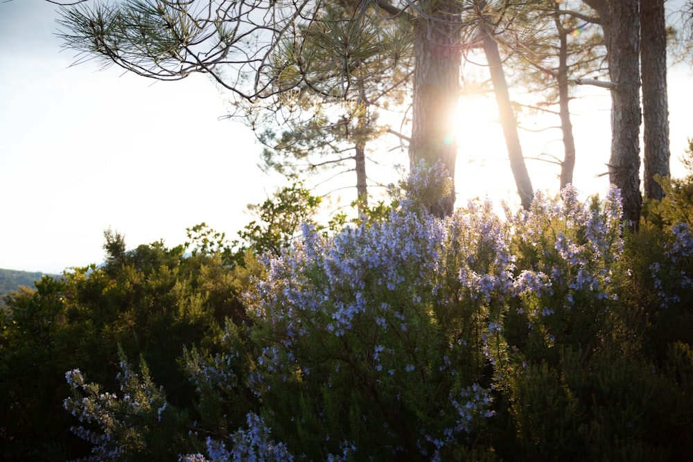 a group of trees with purple flowers