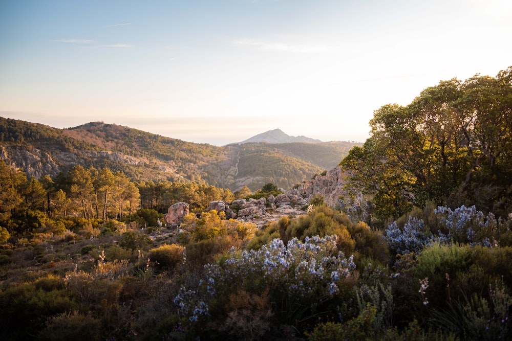 a landscape with trees and hills