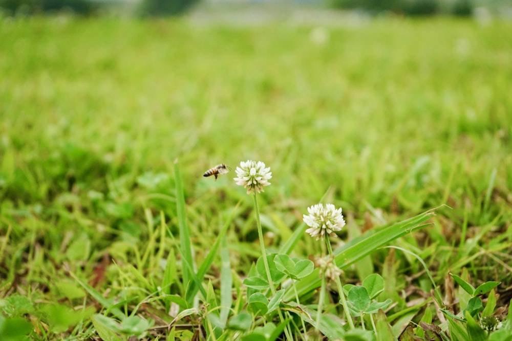 a bee on a flower