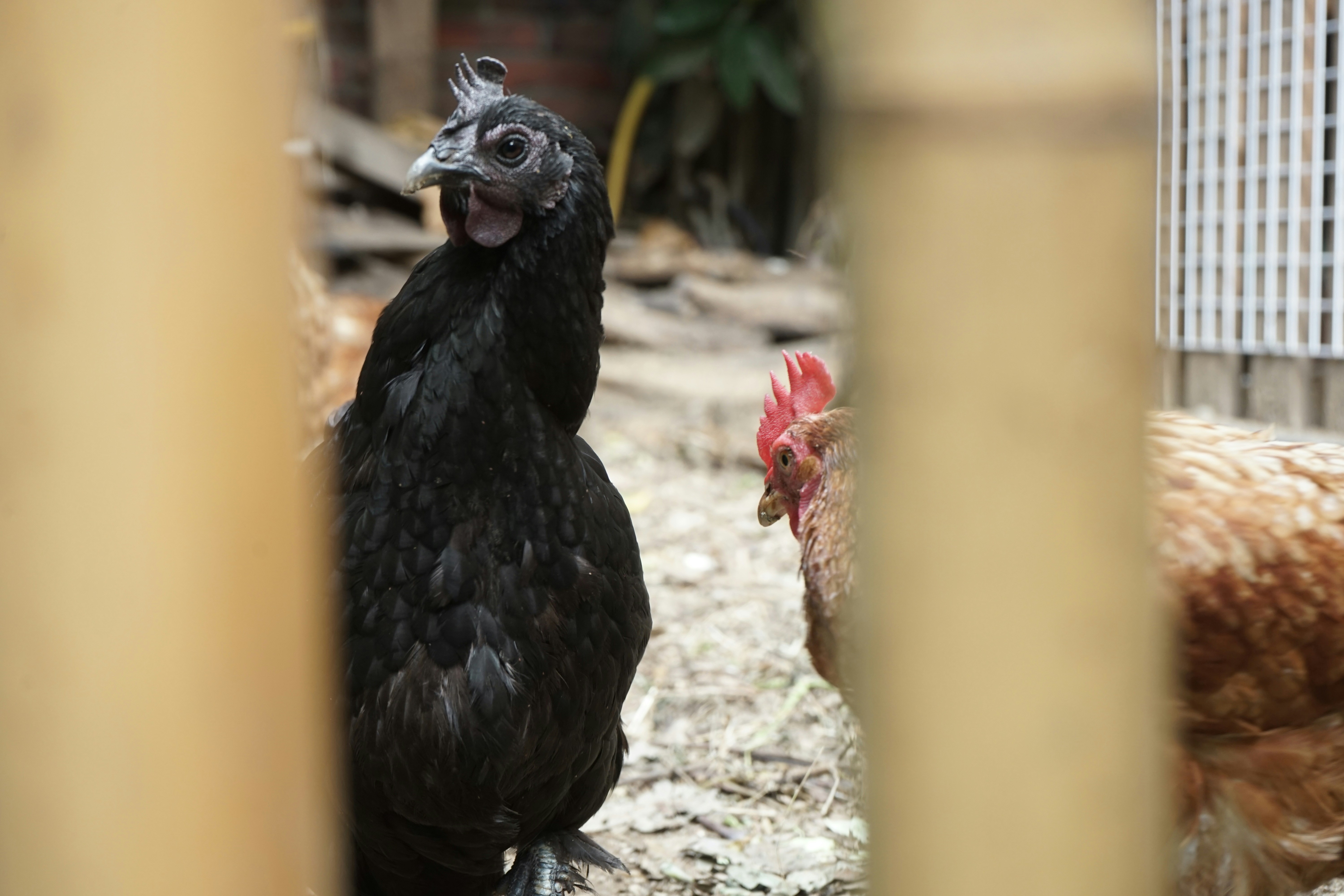 나무 표면에 서있는 검은 새 사진 – Unsplash의 무료 닭 이미지, image size:3000x2000