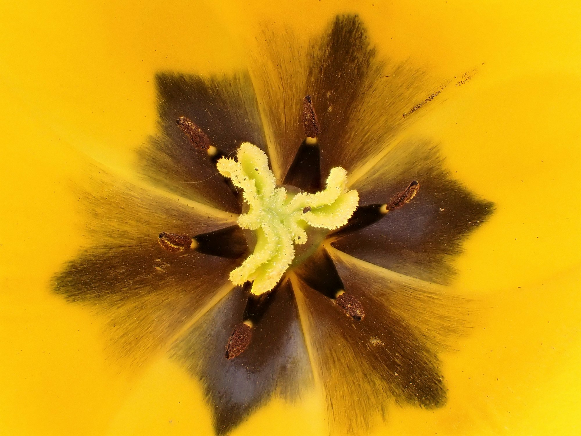 Yellow Tulip Flower Stigma