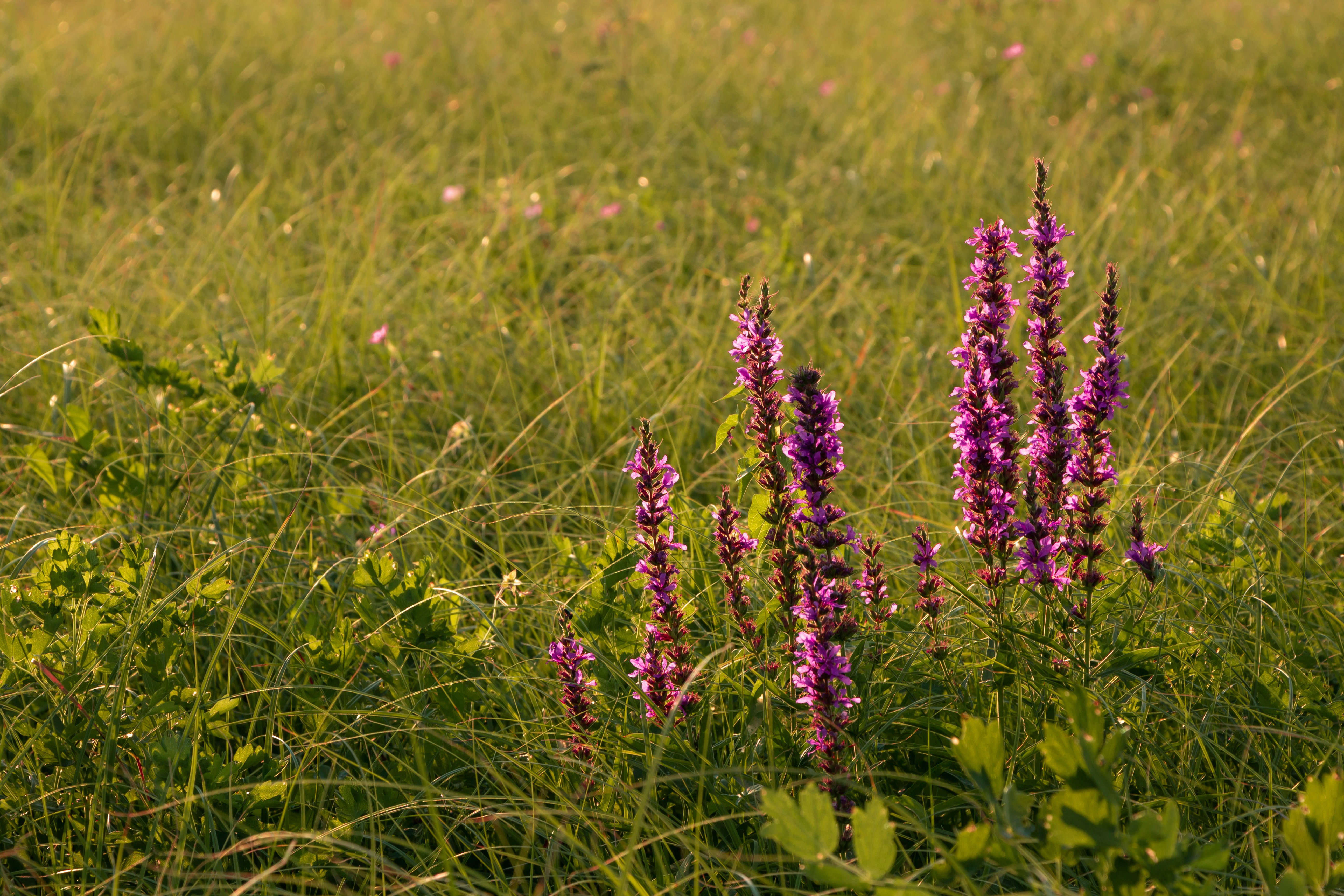 a close-up of some flowers