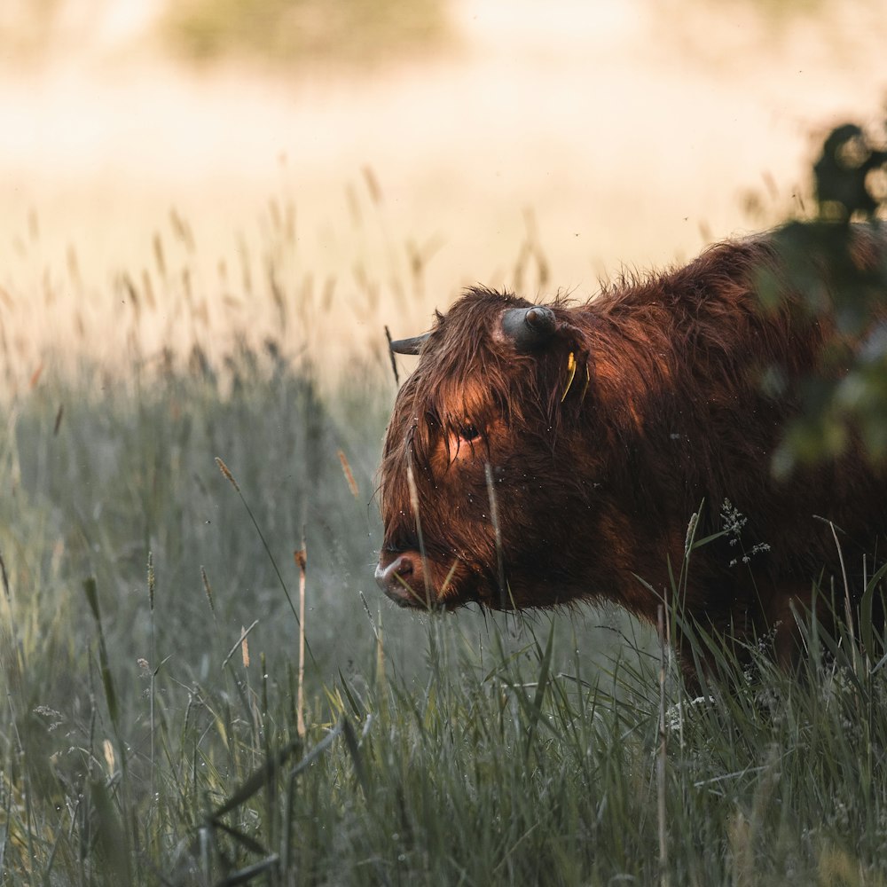 a lion in the grass