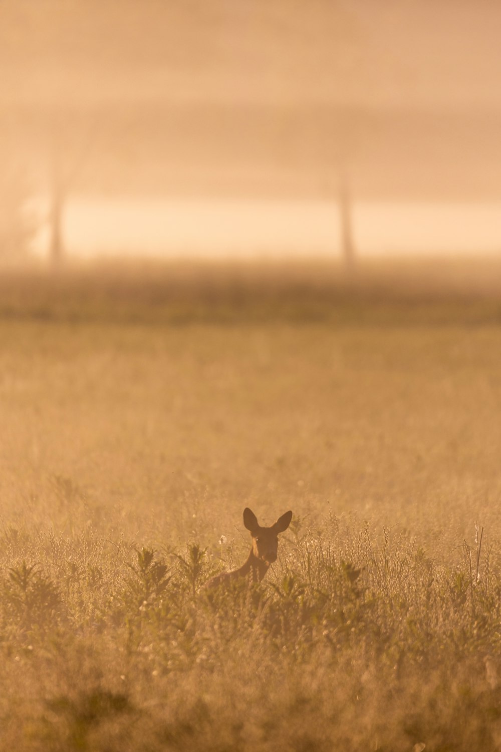 a rabbit in a field