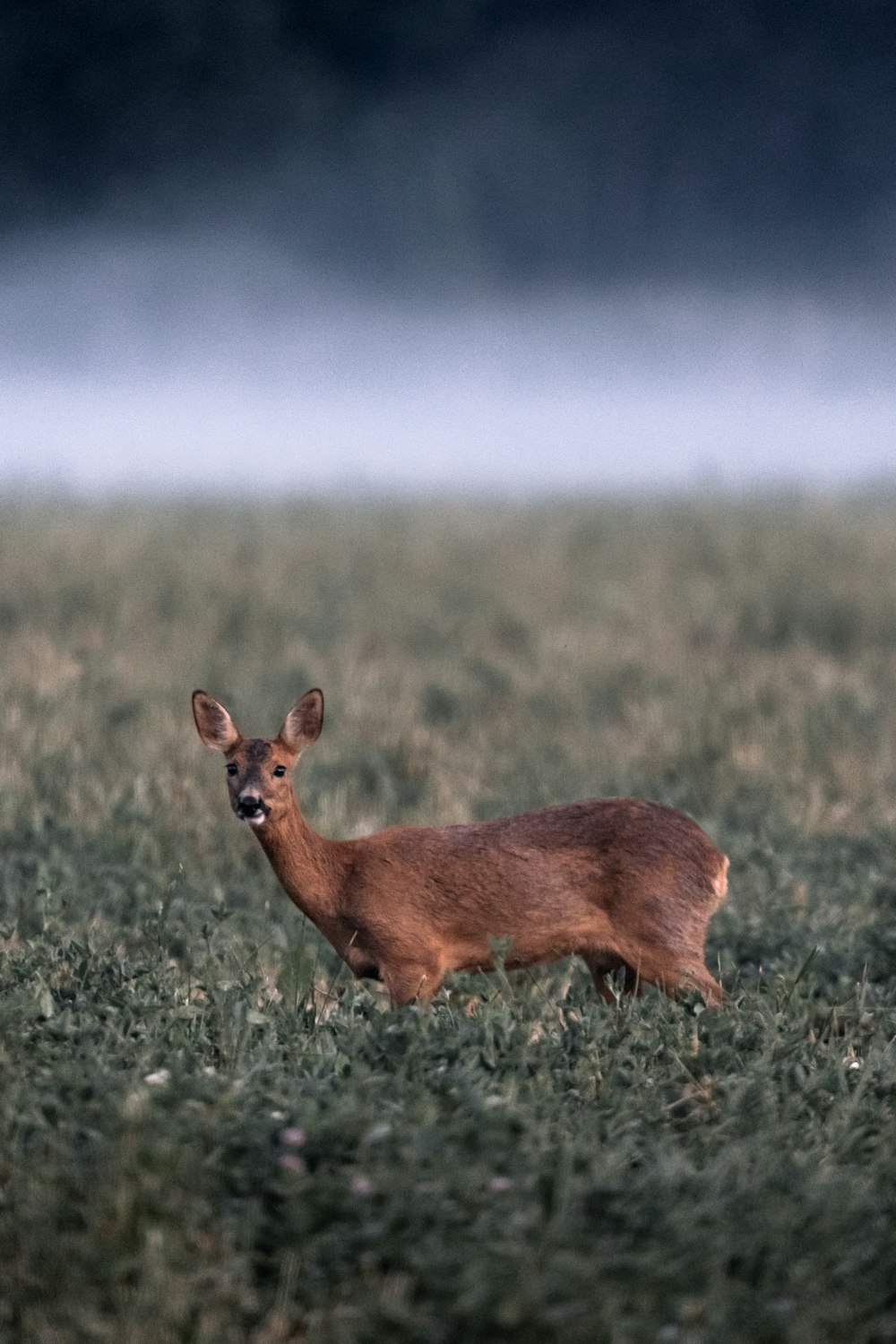 a deer in a field