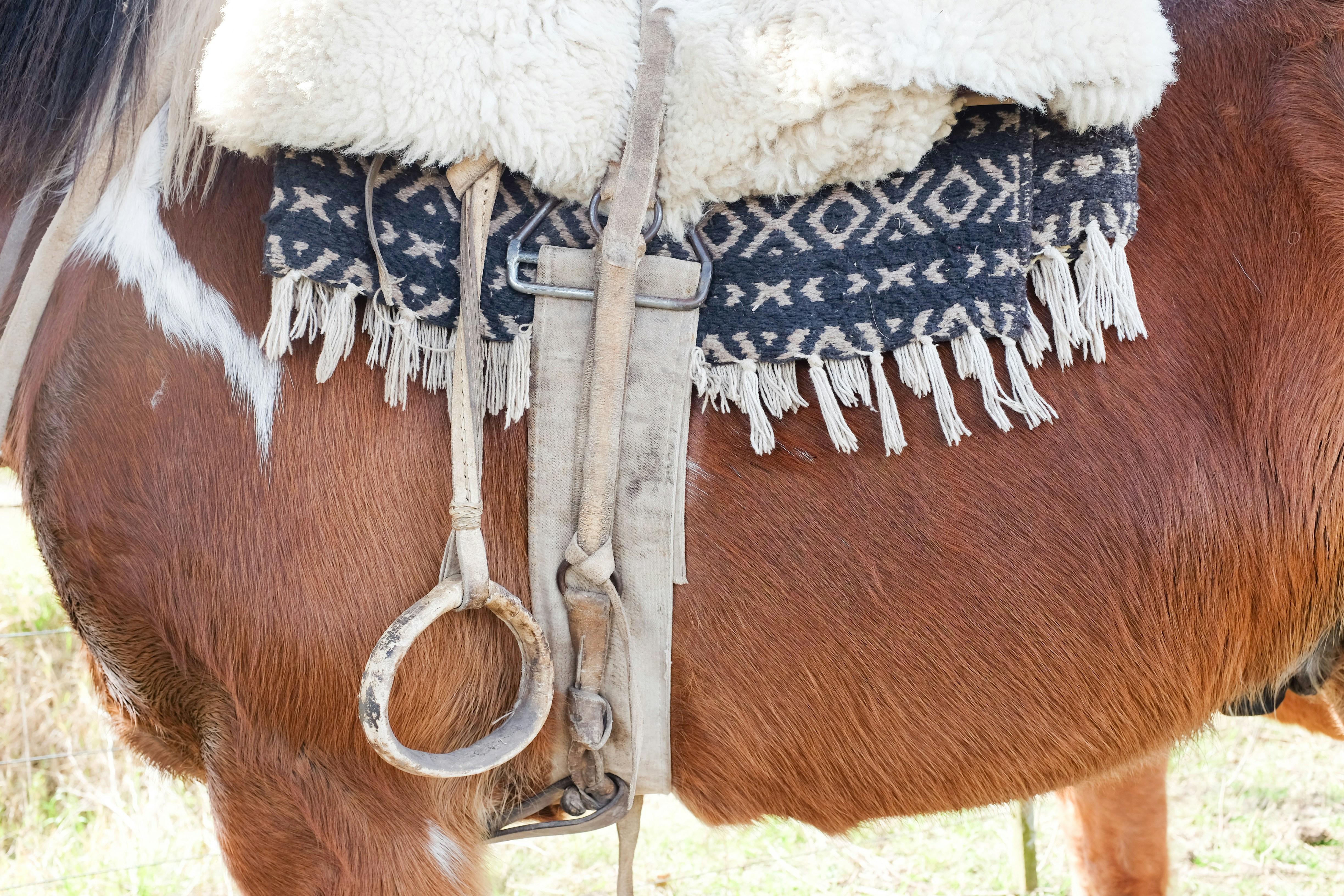 ein Pferd mit einem Seil am Hals