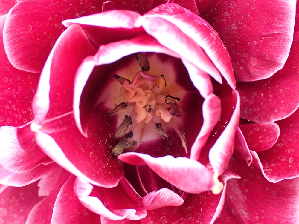 a close up of a flower