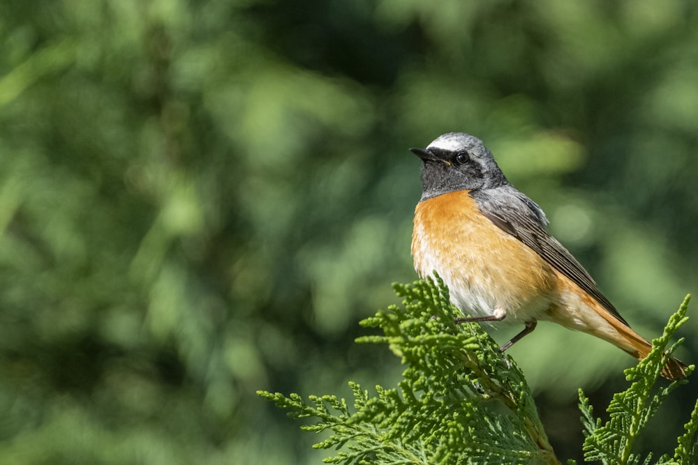 a bird perched on a branch