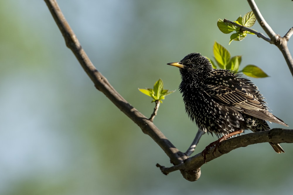 a bird sits on a branch