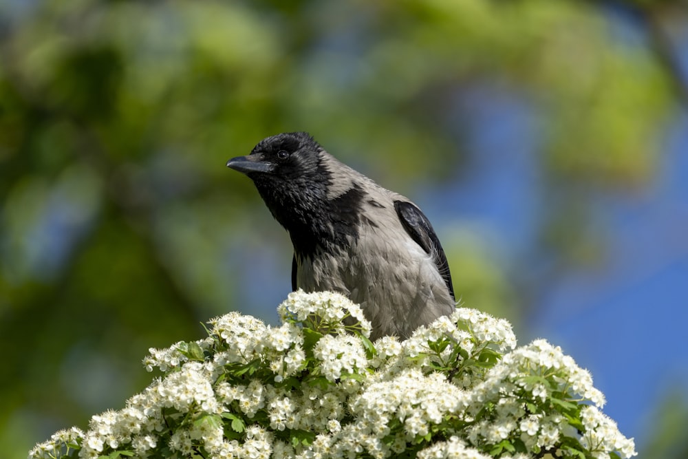 a bird on a flower