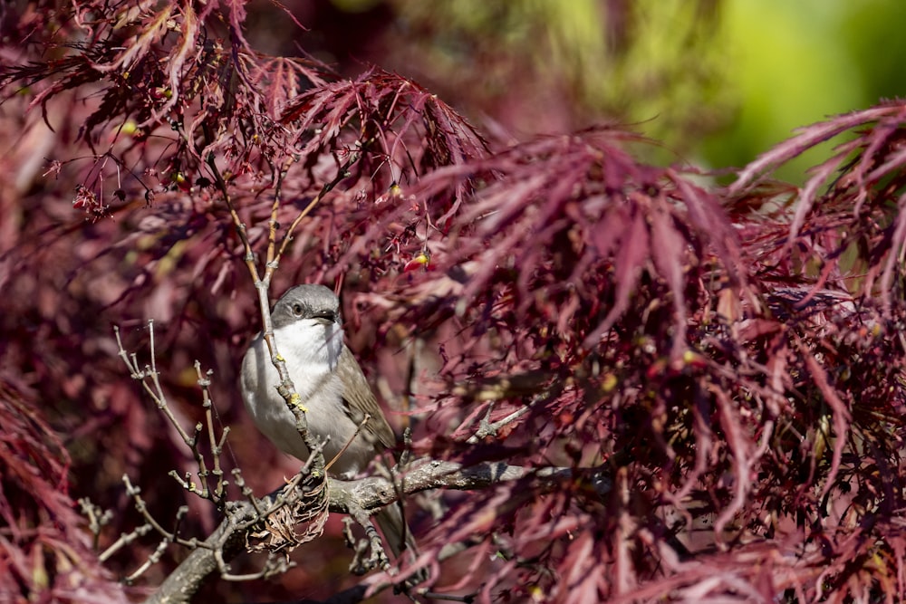 a bird sitting on a branch